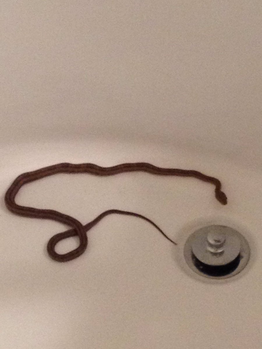 asurvivingdad's tweet photo. Was showering when something came up the drain. #TimeToMove #JimmyFallon https://t.co/d7FlhRSiUq