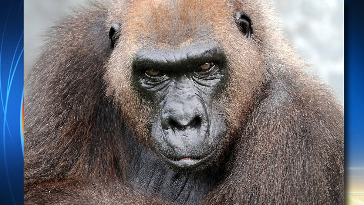 #BREAKING @ZooMiami matriarch gorilla Josephine dies of severe health issues. bit.ly/2joQNRb https://t.co/ZaifpNFpxJ