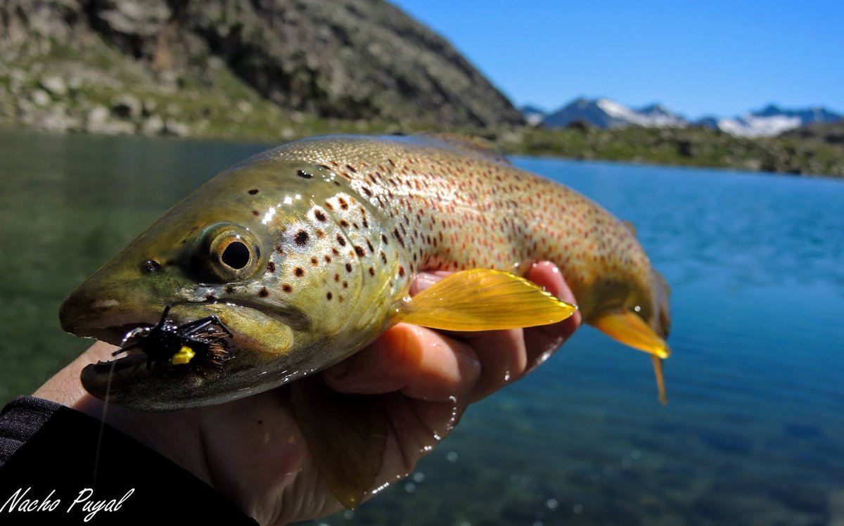 Pyreneesflyfish tweet picture
