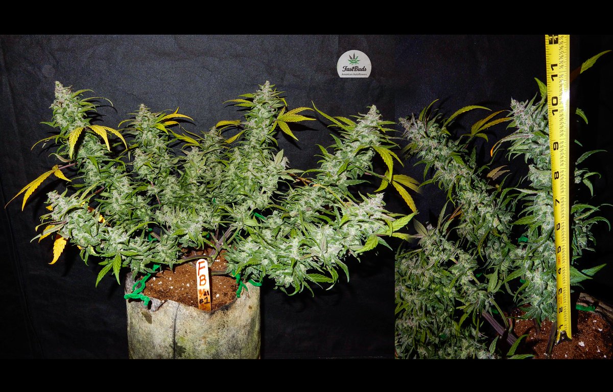 Fast_Buds's tweet photo. #Fastberry because #day 59 from #seed by @Tripaholic_88 on @GrowDiaries 🙌 #Fat #fast and #buds #taste like #heaven.🙌 #FastBuds https://t.co/hR7OPDQFqV