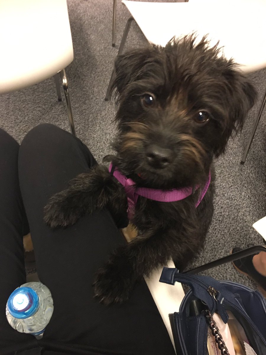 EllipsisAgency's tweet photo. Too much cuteness up at the @CIgroup1 office! Great kick-off meeting today 👍🏻 #design https://t.co/jQNTtpTmIw