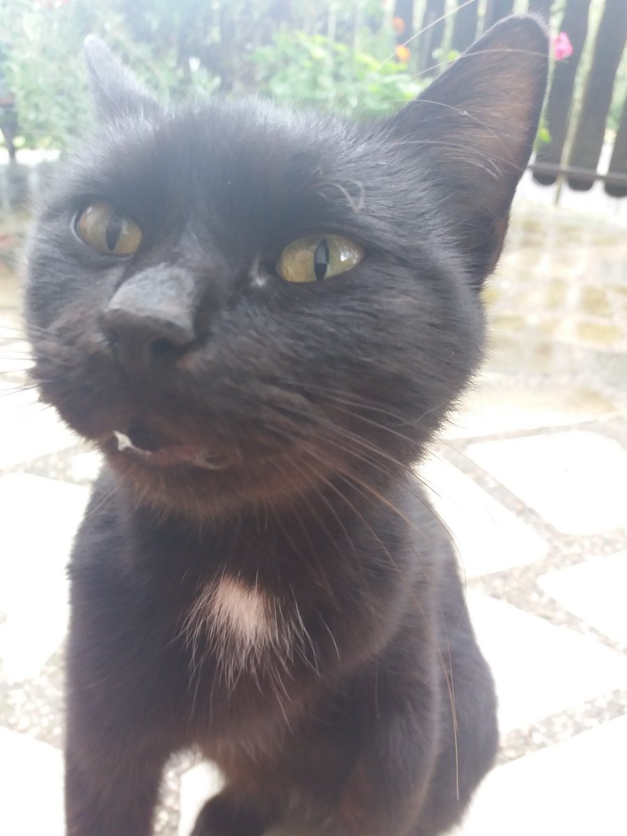 StankoTop's tweet image. moj leopard