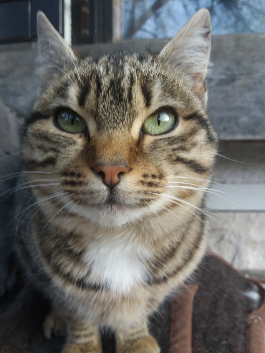 StankoTop's tweet image. my tiger