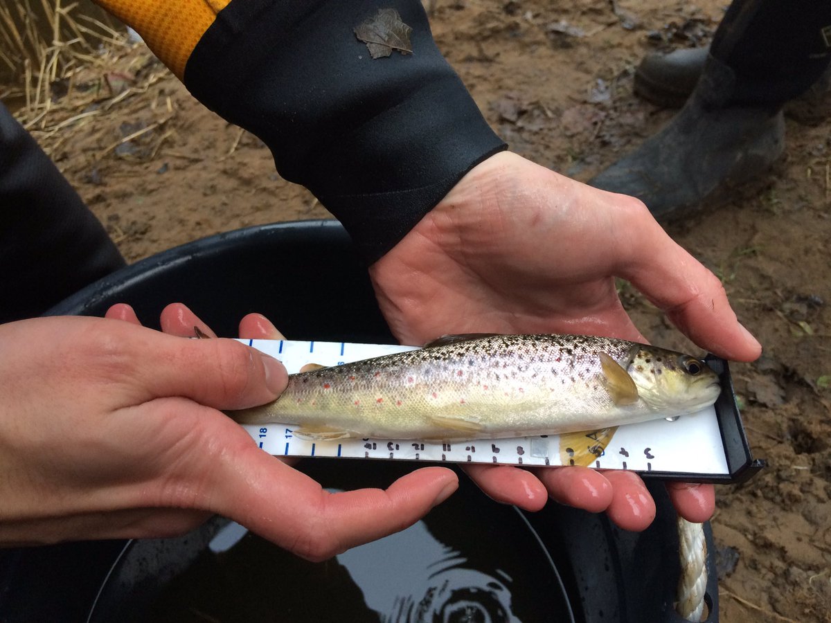 TM_WRT's tweet photo. Fyke 3 return: 1 brown trout, 2 flounder. #Platichthys #SearchForSmelt @RibbleJones @Mike_Forty @RRTSurveys @N_Rivers_Trust https://t.co/97MMZYuMdA