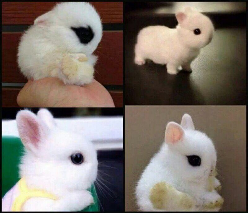 الأرنب الهولندي القزم  بحجم اليد ، يُصنف من أصغر أنواع الأرانب في العالم .. 
5