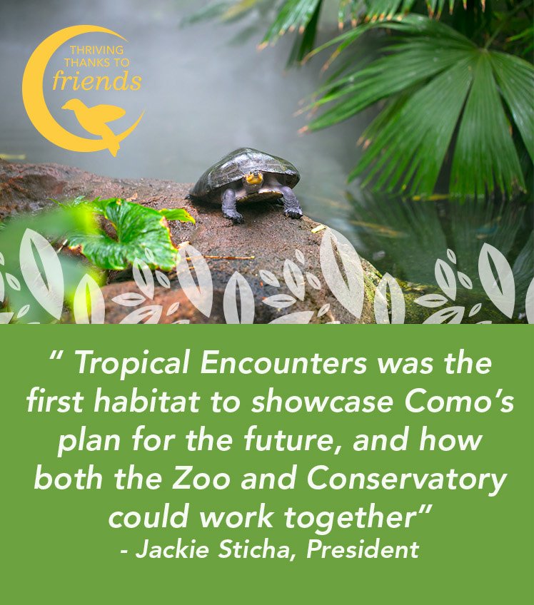 ComoFriends's tweet photo. #TurtleThursday #TropicalEncounters https://t.co/kqfbTVF1QN https://t.co/heSgykuhZo