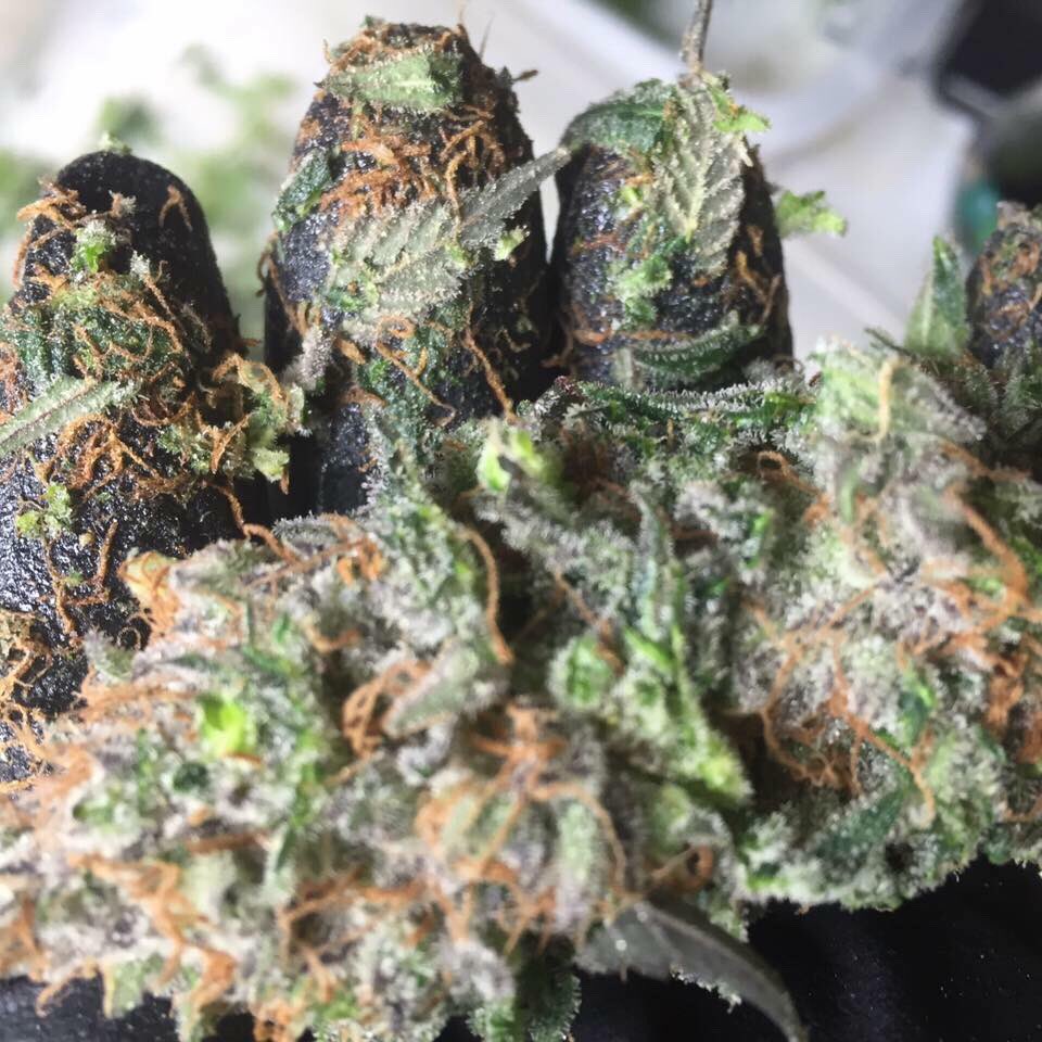 HeyFatBelly's tweet photo. #Hashtag #stonerfam #Stickyfingerz #Dabstars https://t.co/4GdgCfNVaR