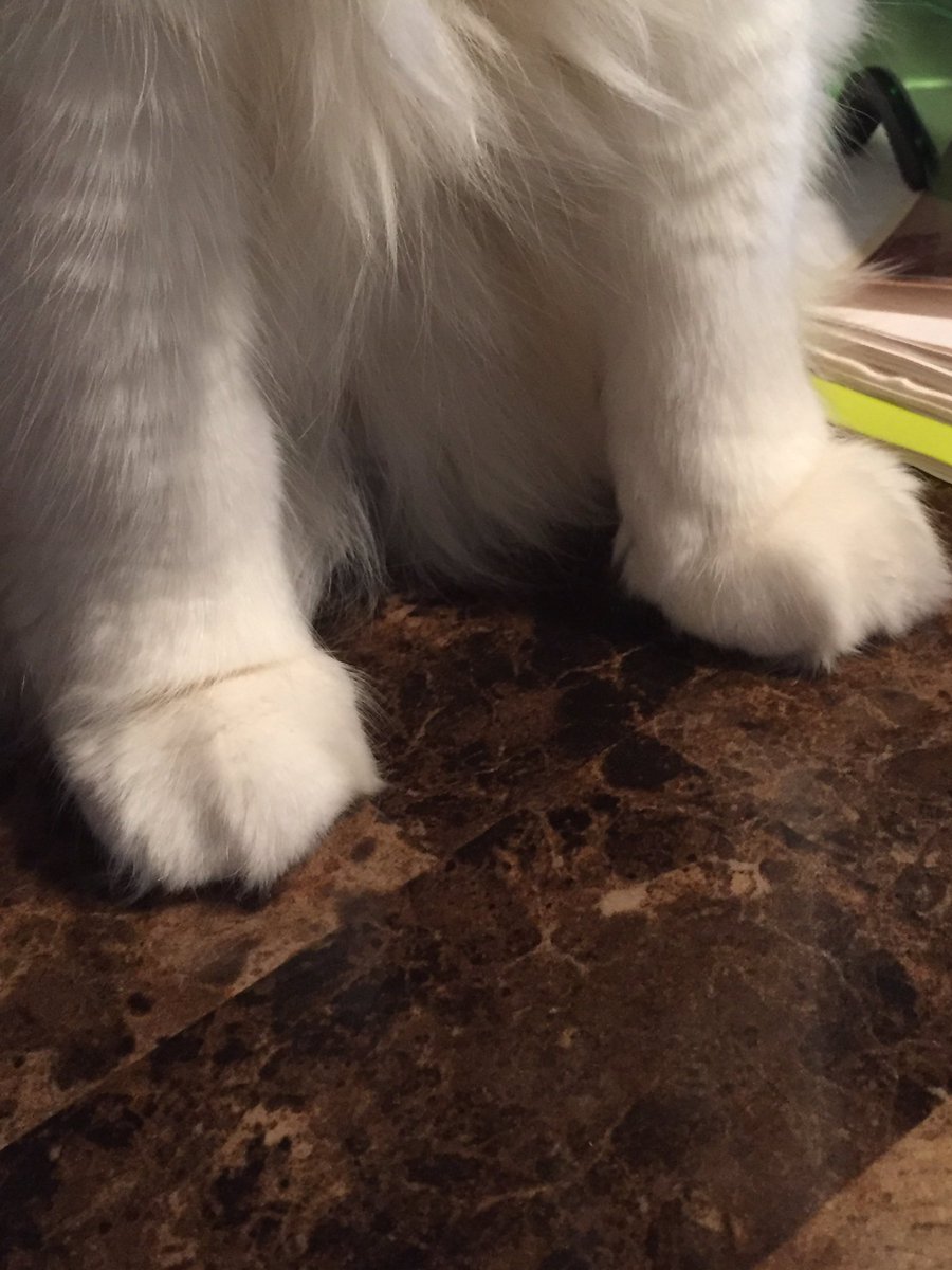 ponygal1986's tweet photo. These are not paws! They're little fluffy marshmallows π@EByzio @Janester29 @Rhynn14 @laughout41 @LauraMacDB @wesjanson99 #QueenSnoopy https://t.co/zokypuWpPc