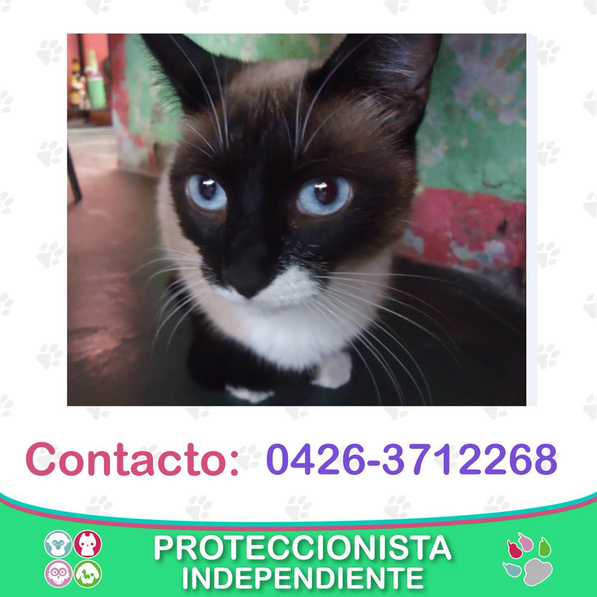 APLAVzla's tweet photo. Esta gatita super hermosa gatita Snowshoe busca un cálido hogar. Para adoptarla comunicate al 0426-3712268. #aplav ❤ https://t.co/CrJWIaB9ve