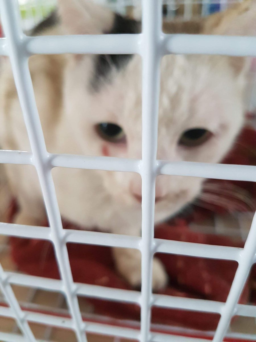 LeedsCats_Linda's tweet photo. Trust me when I say you want to click this link and read this story on where we are pulling cats from.
https://t.co/gPxWJBnOCN #CELLARCAT https://t.co/Em7OBwB0Wd