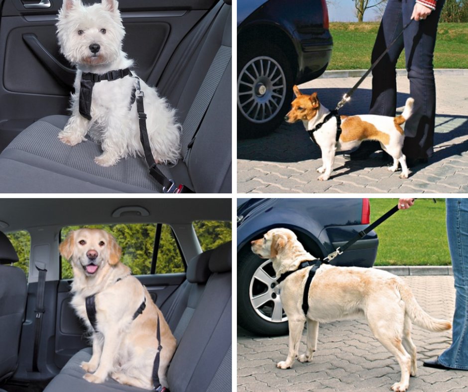 #TenenciaResponsable: Uso cinturón de seguridad para #perros bit.ly/2h2NI6z