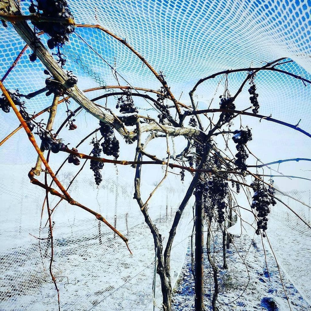 Wineditors's tweet photo. The Genesis of #icewine ❄ 🍷 
#winter #wine #winelover 
@Regrann from @claparr1 https://t.co/4GfKR6rsh6 https://t.co/CSQA88CHVA