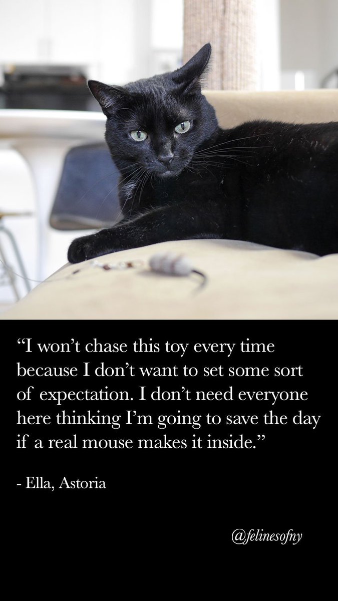 felinesofny's tweet photo. Ella doesn’t want you relying on her too much. https://t.co/IQEdy2AlAj