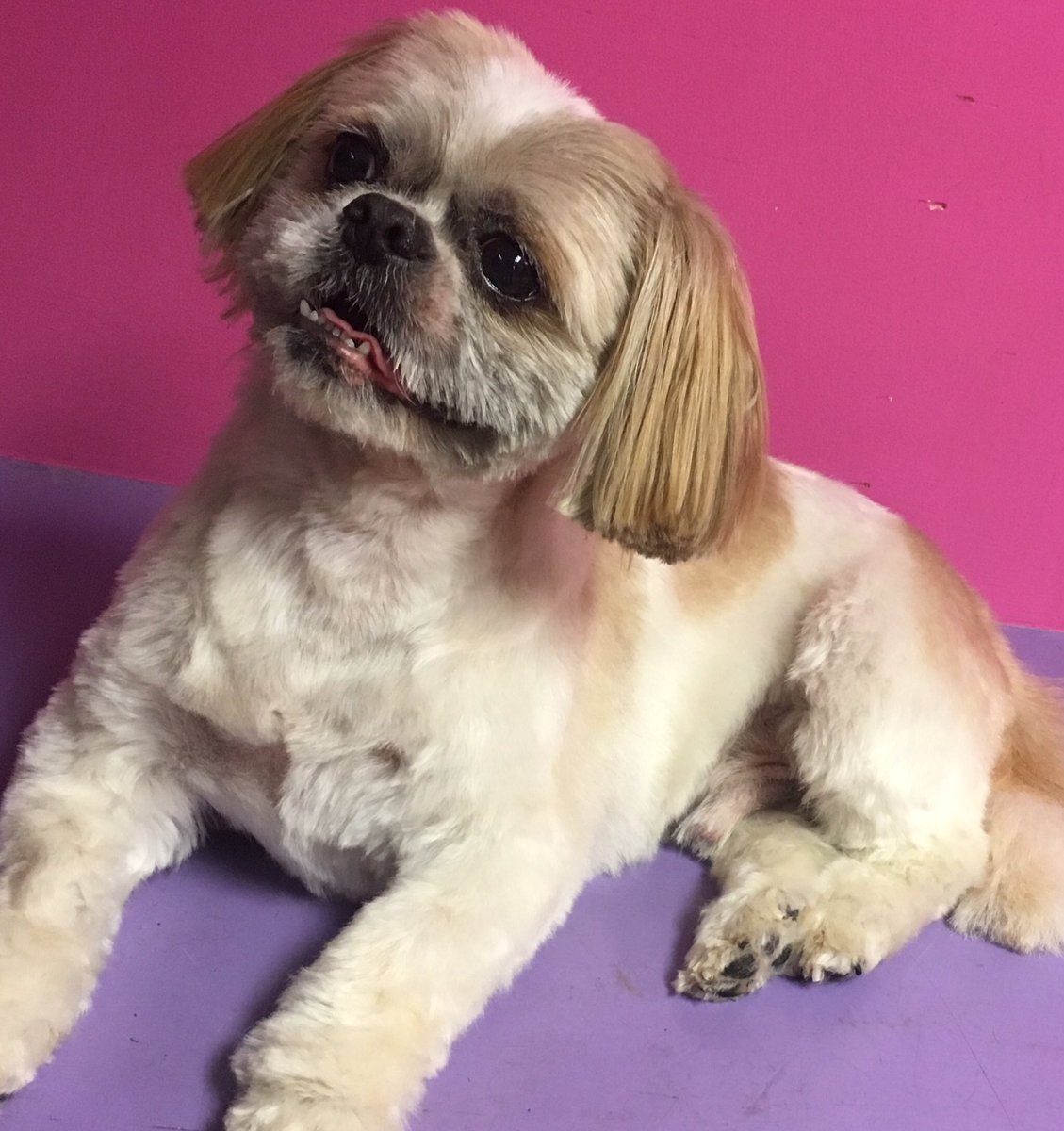 ShortDognSides's tweet photo. A few cuties from today!
#grooming #salon #petstyles #barnoldswick
https://t.co/it9YyDelN8 https://t.co/2CU5HVZnbQ