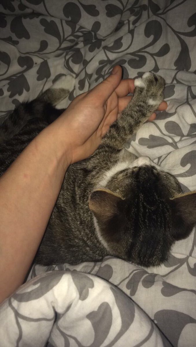 MiaBam_'s tweet photo. Heute musste ich Abschied von meinem kleinen Baby nehmen.. Wir haben ihn erlösen lassen, ich werde dich immer lieben mein Schatz!😭😭😭💔 https://t.co/ryW9756bIf