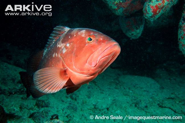 MARLeadership's tweet photo. Protect groupers to counteract Lionfish effect on ecosystems.
#HealthyReef #Protectgrouper
https://t.co/kfaYP933GO https://t.co/M6FWJc5oCG