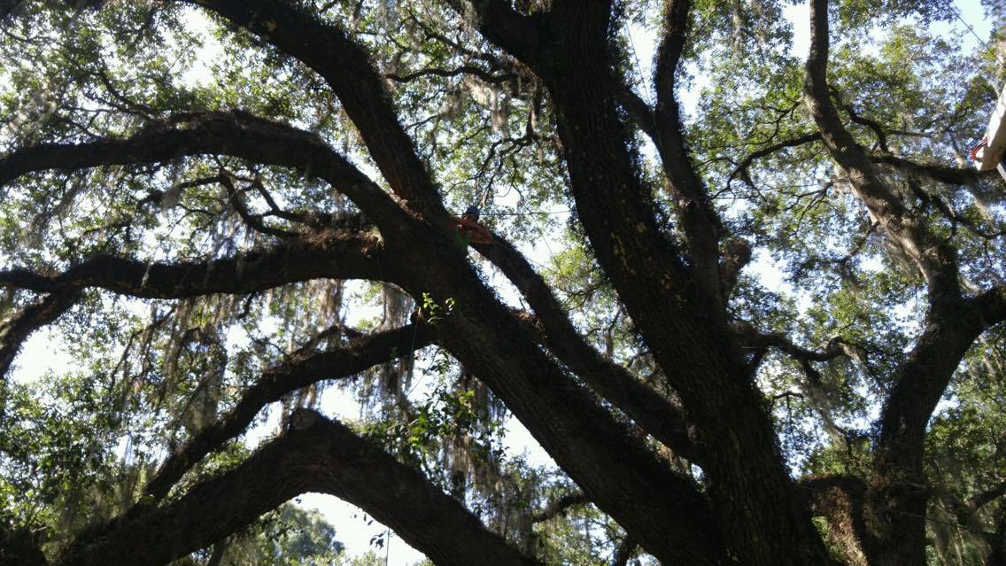 CricketsTally's tweet photo. Need a #Tallahassee #TreeService? 

Call Cricket's! 

https://t.co/YhtR1HAz4H https://t.co/e8nDF7mIZD