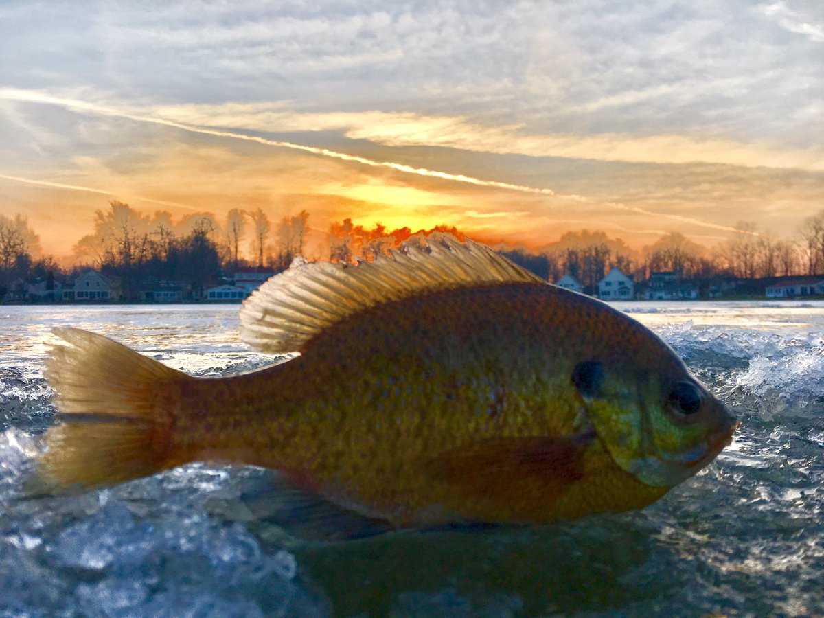 Good eats! #bluegillfishing #icefishing #puremichigan