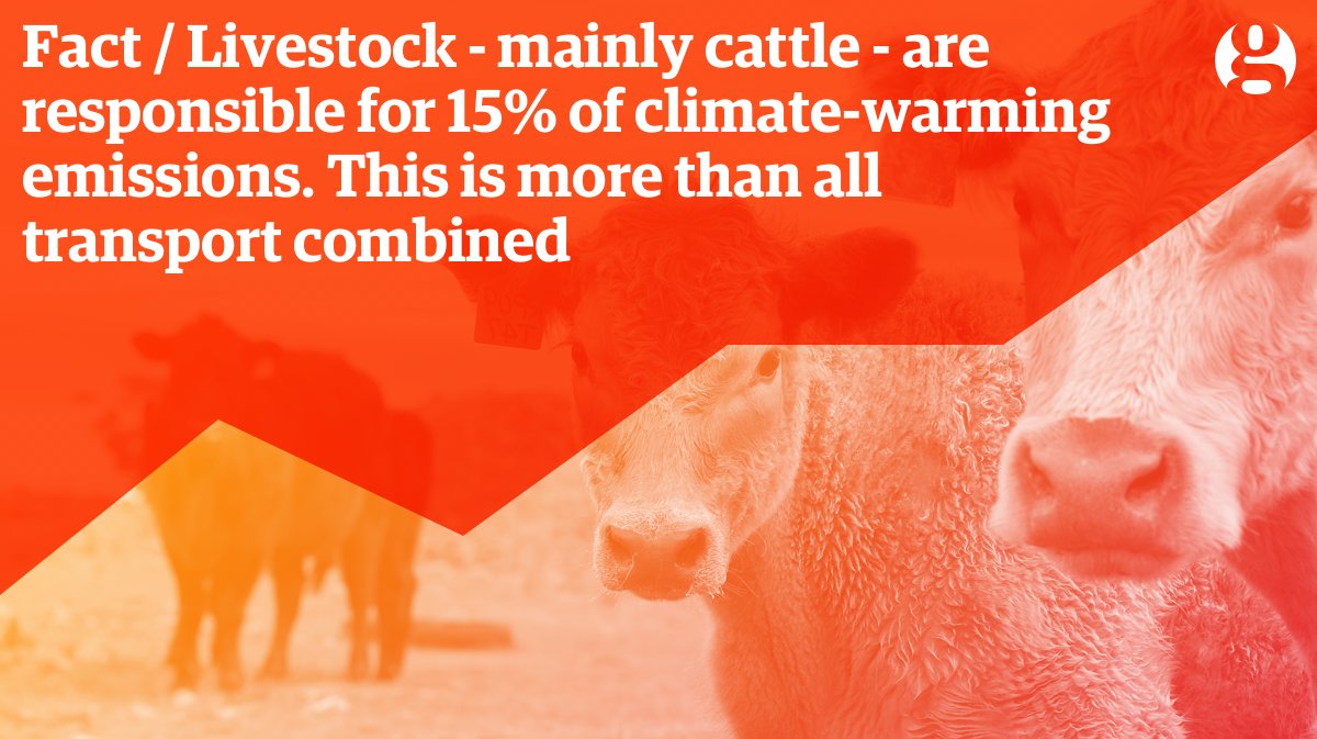 guardian's tweet photo. #GlobalWarning: livestock are responsible for 15% of climate-warming emissions https://t.co/OI6nmrKDiH