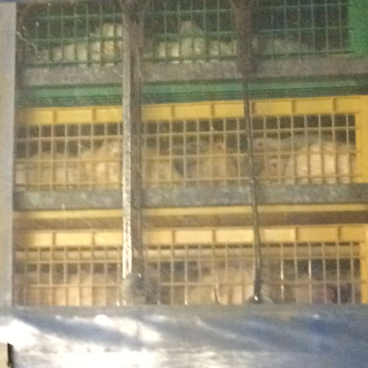 DevonAnimalSave's tweet photo. Today we witnessed about 10,000 chickens going to slaughter #savemovement #bearingwitness #vigil #savevigil https://t.co/TWMbHbCemA