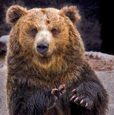 One of these pictures is of a dramatic threat to public school students, the other is of a bear.