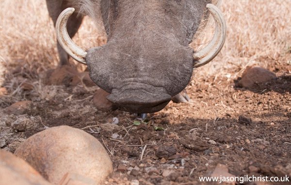 jgilchrist13's tweet photo. #CameraTrapABC: late entry for 'W'. Guess Who? #Africa #SouthAfrica #wildlife #cameratrap #mammalwatching @JamesBeissel https://t.co/mFdggS2Zvg
