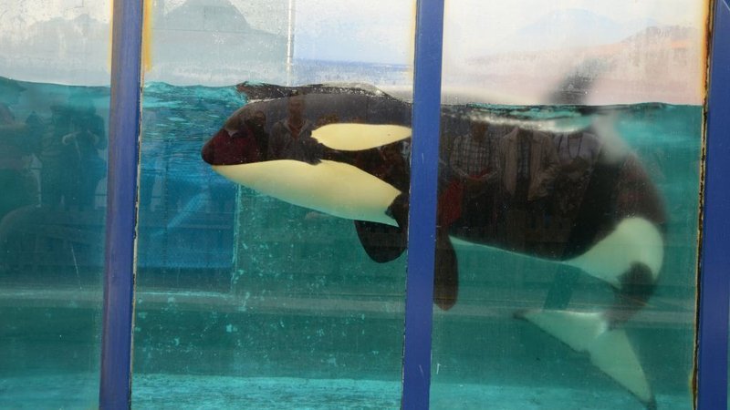 SoulsDefence's tweet photo. Help Morgan the orca to get back home! Plz sign: https://t.co/22ZZ1tU7hc https://t.co/0AlERNGmQv