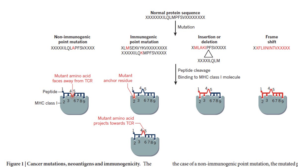 EricTopol's tweet photo. The individual's immunome in #cancer —"the cancer-immune set point"—
great review @nature https://t.co/7g1qyarUdW https://t.co/vPyCdOAWU0