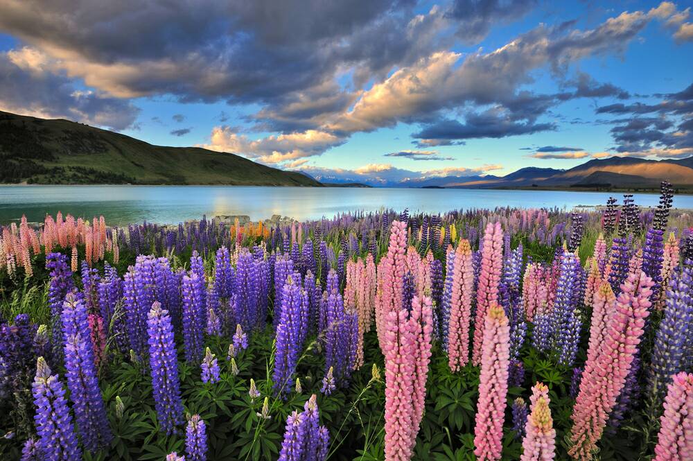 BootsnAll's tweet photo. 8 Small Towns in New Zealand the Guidebooks Ignore - https://t.co/cob2m67Uyo #gapyear #rtwchat https://t.co/OPoRiEjaTA
