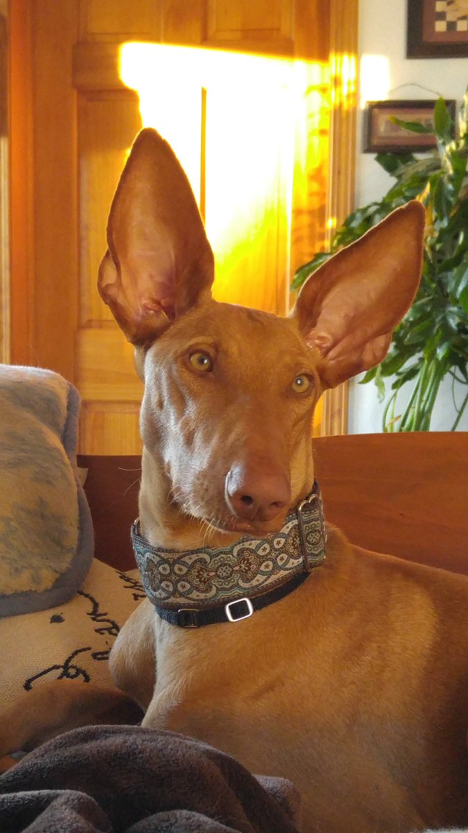 ShaneDog4's tweet photo. Worldwide Organization of Paws is raising funds to purchase supplies to send to rescues in Spain. To donate:
Paypal: info@worldwidepaws.org https://t.co/biDLgCcpx8