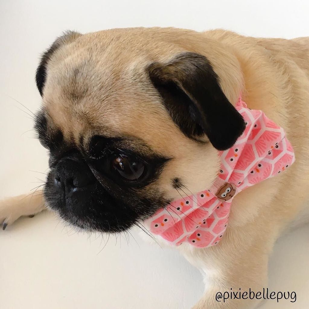 pixiebellepug's tweet image. Wednesday got me like... 😐😣😒
.
#livingfortheweekends #humpday #holidayweeksaresolong