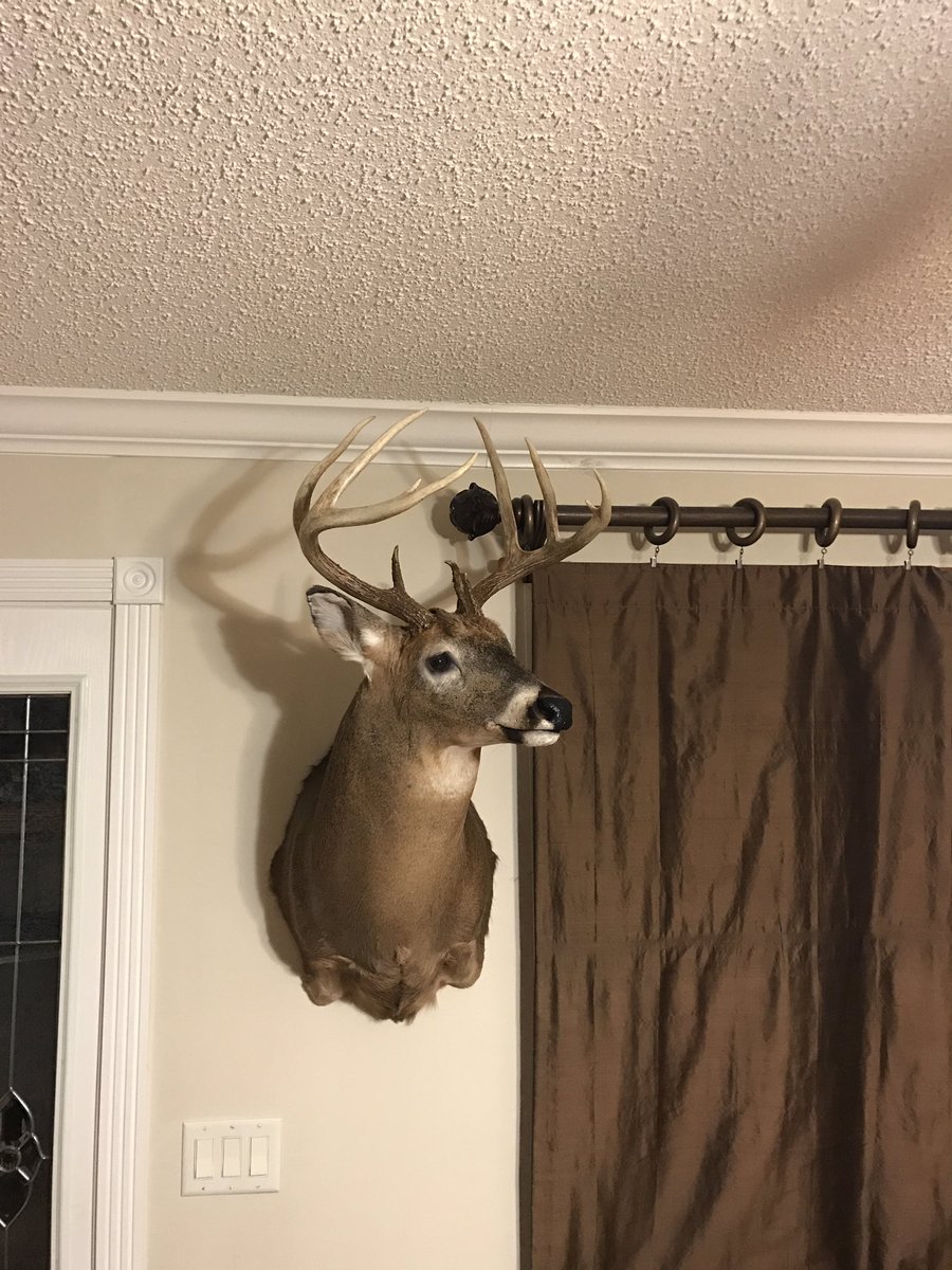 Got my deer back from the taxidermy