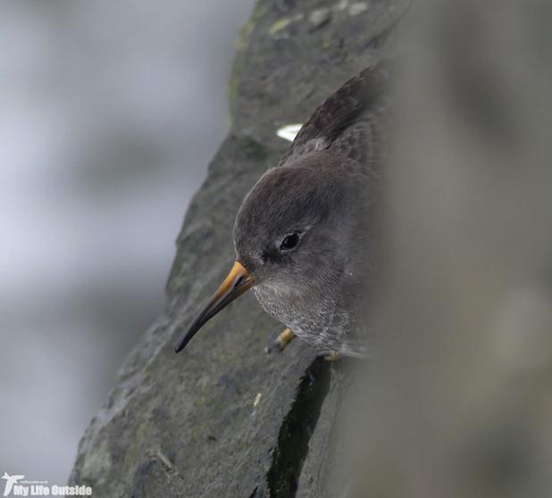Purple Sandpipers and Red Kites new on my blog. Fancy a read? ow.ly/fwNA100z0CK  #OutdoorBloggers #wildblogs
