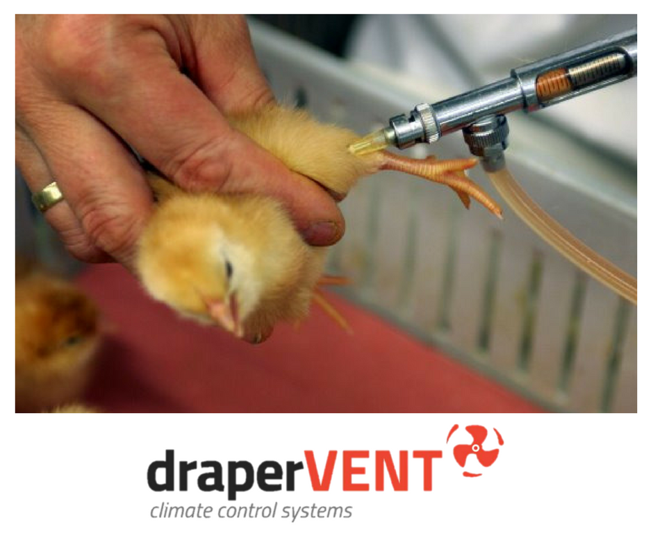 Genetic Engineering Could Revolutionise Poultry Vaccines

For the full story: buff.ly/2iRPcVe

RT &amp; COMMENT

#Poultry #Farming #News