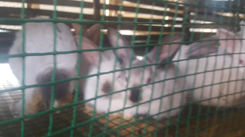 RYAF|Rwanda on Twitter: