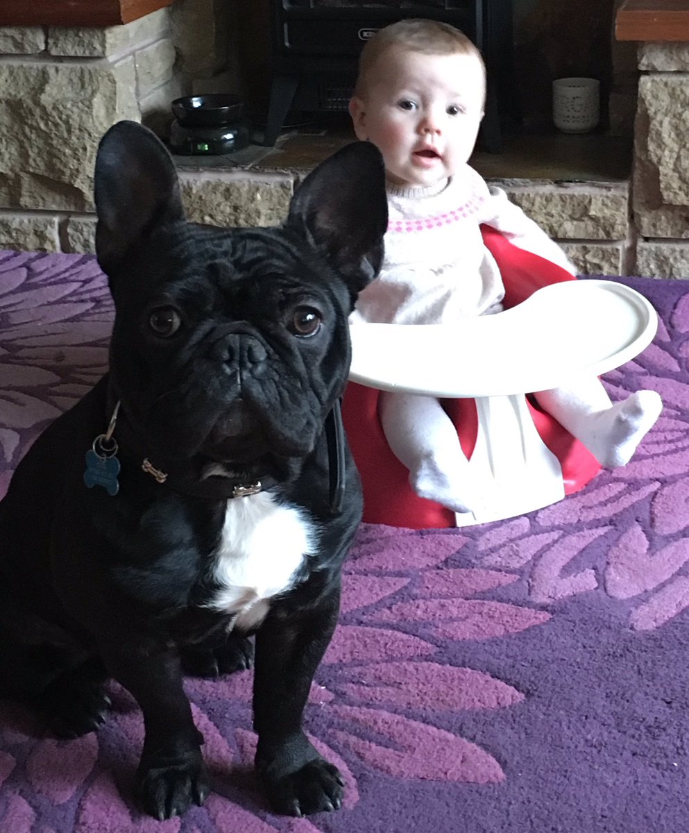 hugo_3012's tweet photo. Big brother duties #frenchbulldog  #Frenchie #lilsister #loveher #protecther #bestfreindsforlife 🐾❤️ https://t.co/6Xvl7QAzCH