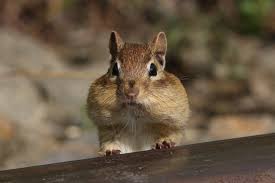 adamTford's tweet photo. @SophieLGilbert Is there any mystery that #chipmunks can't solve? #BestStripes #BestCheeks https://t.co/FoDOT0pd3A
