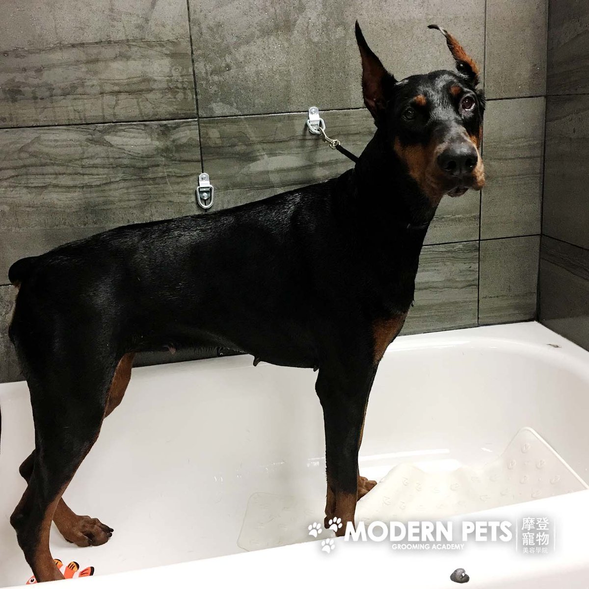ModernPetsTO's tweet photo. Bath time! #pets https://t.co/zjhJhwNQhN