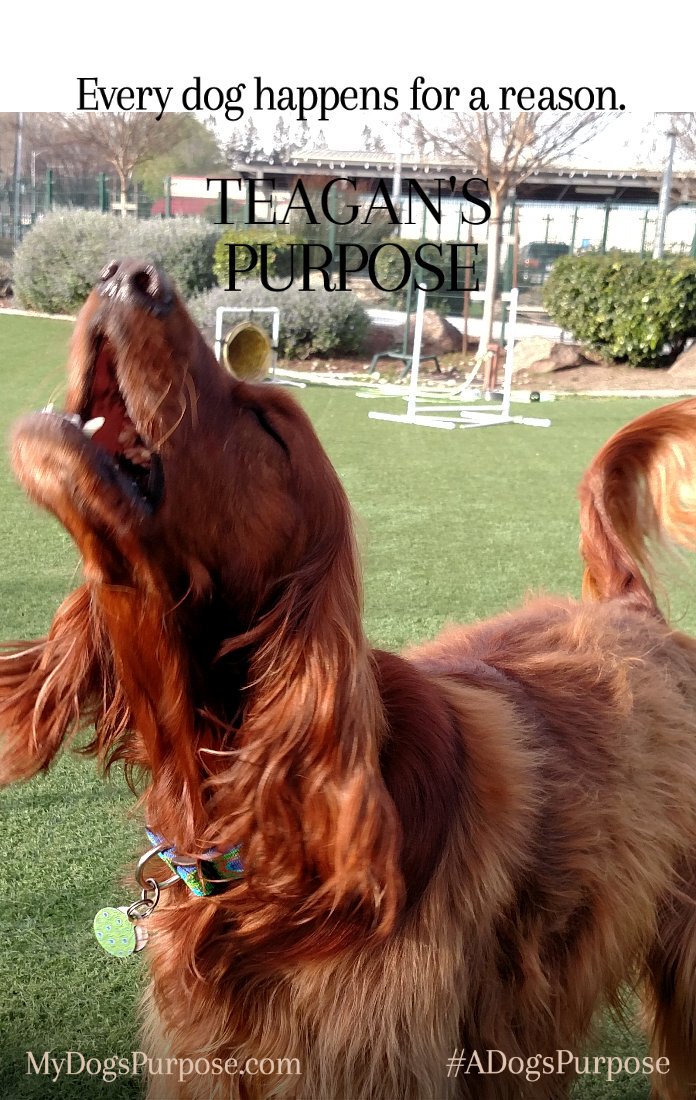 prano's tweet photo. Teagan's purpose is to let everyone know what she is thinking.  She is VERY vocal.  #MyDogsPurpose  #VCAPets https://t.co/hprYtiDL4S