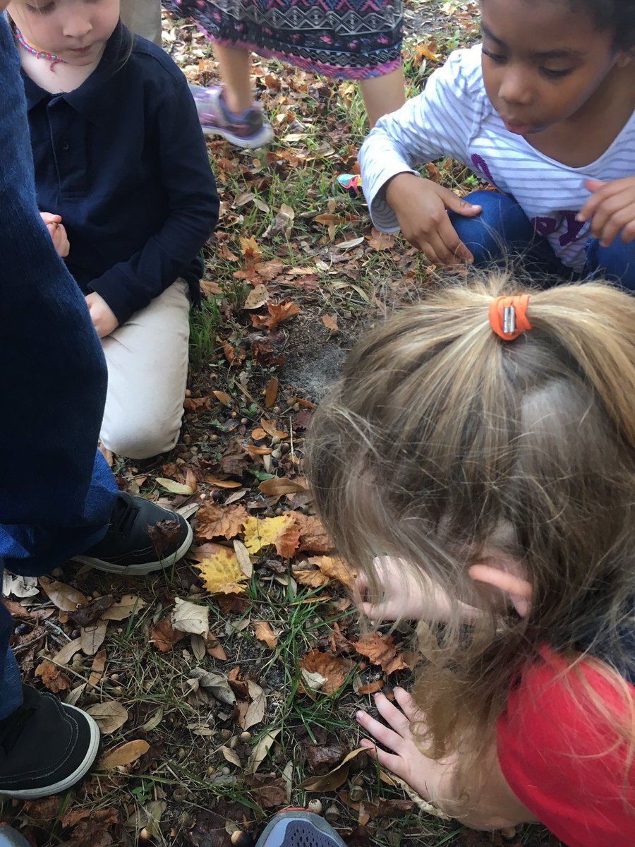 Mrs_Febus's tweet photo. Looking for living things outside today #sciencematters #room14isawesome #kindergartenrocks https://t.co/5TQAixdihX