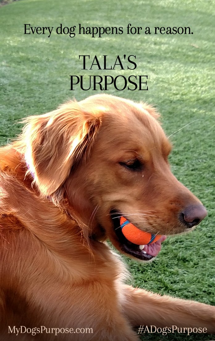 prano's tweet photo. Tala's purpose is to play ball, swim, and love people. #MyDogsPurpose #VCAPets https://t.co/4R8o8jdqPk