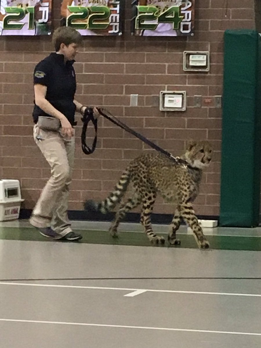 marekhofff's tweet photo. So happy the @CincinnatiZoo came to my school today!! #CatAmbassadorProgram #CincinnatiZoo #JohnPaulII https://t.co/CBpxyGMvdE
