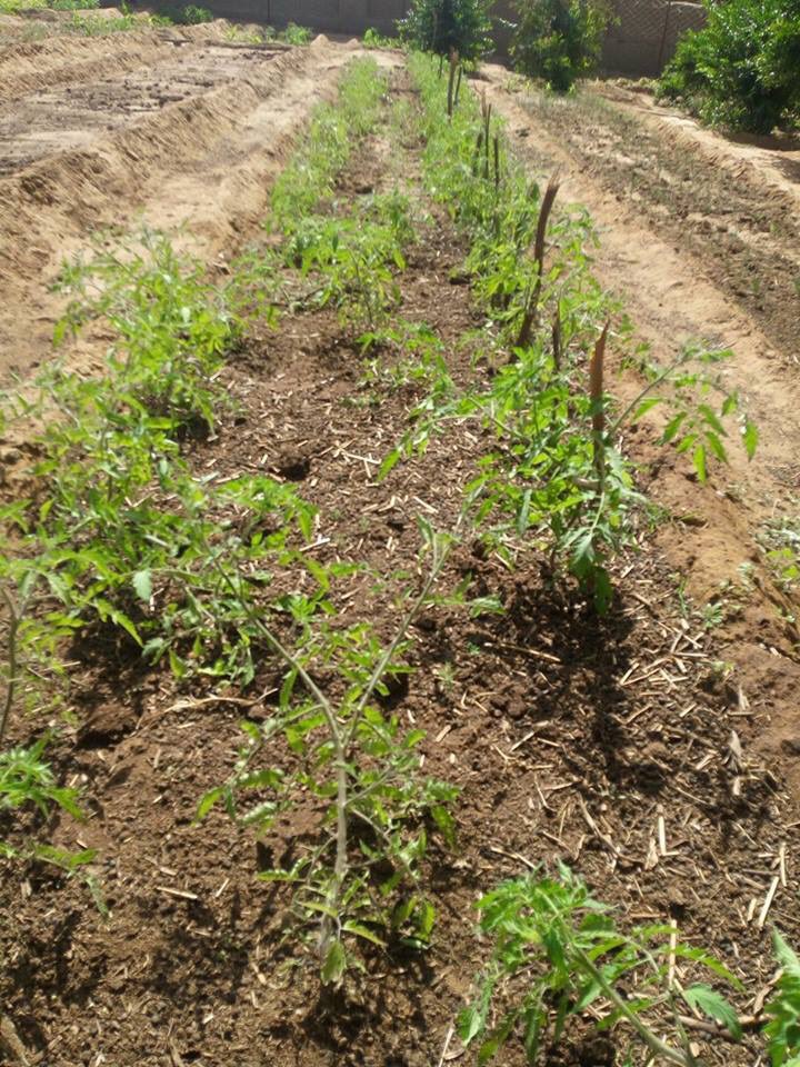 compagnonsterre's tweet photo. Nos Graines de #tomate des #cortils poussent à #gao #mali suite à #restauronslaterre
Longue vie aux échanges inter paysan Nord-sud ! https://t.co/MyI2F3rhLY