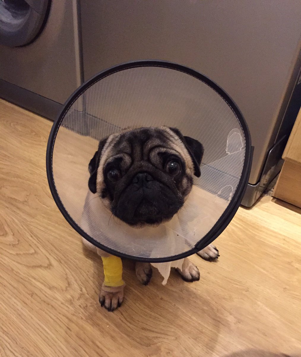 Bella_benjamin1's tweet photo. Not happy that I have a cone head today! #gotthesnip #neuted https://t.co/fZ2ti4ROVf