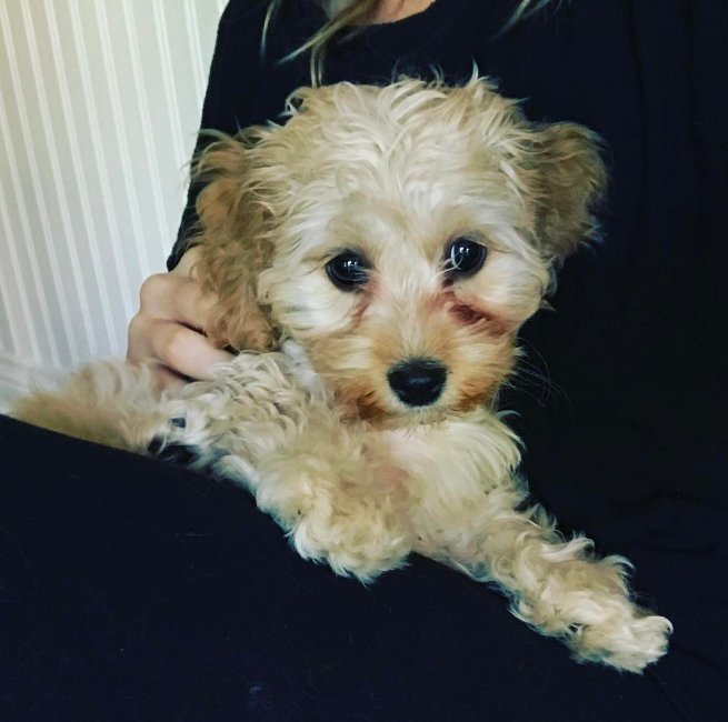 MabelHamill's tweet photo. Hi I'm Mabel the latest member of the Hamill family! Follow me in all my crazy canine adventure 🐶❤️ #marvellousMabel #cockapoo #rescuepup https://t.co/6KRCtZpY70