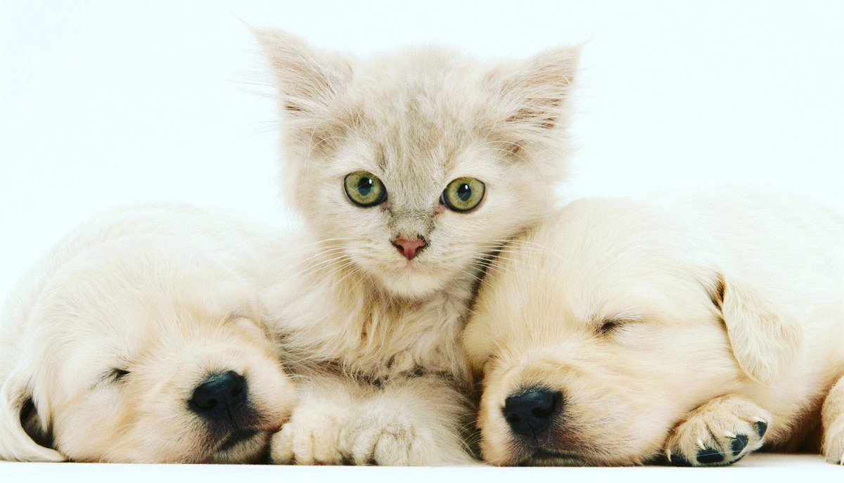 PetsFirstClinic tweet picture