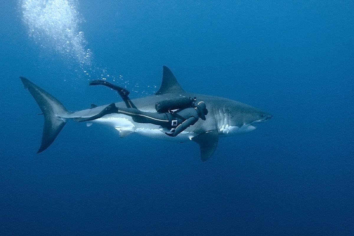 PriceTravel's tweet photo. ¿Sabías que Isla Guadalupe es reconocida como el mejor lugar del mundo para ver tiburones blancos? 😱 https://t.co/MA1VeQySRd