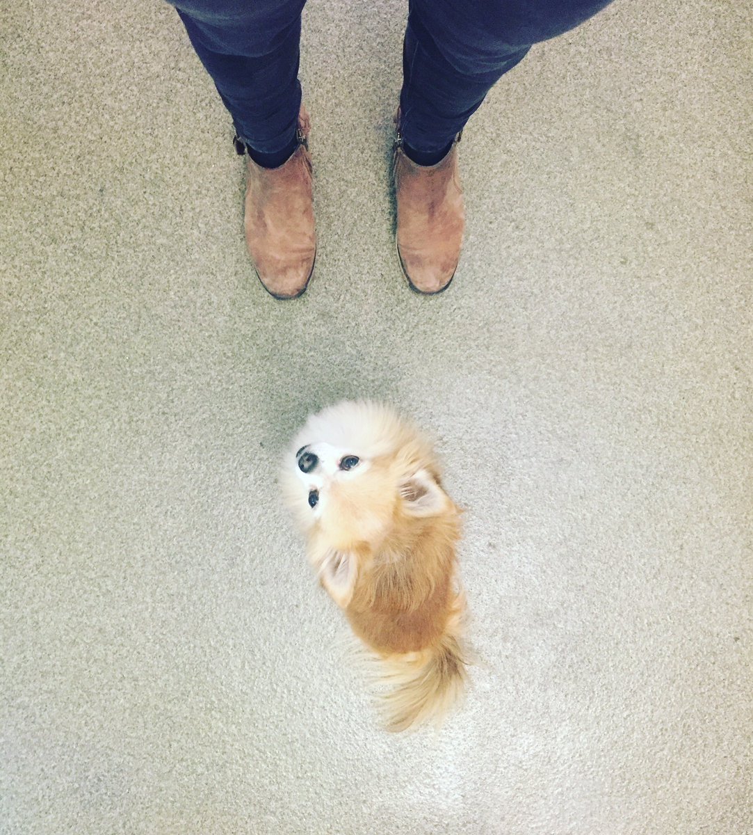GetLongLegs's tweet photo. long leg #dog #heelsforshoes #getlonglegs https://t.co/pTnvdgCF0M