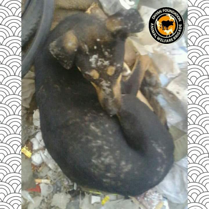 dhyanfoundation's tweet photo. Dogs rescued in #Delhi and with the help of DF Dr. Mandeep provided on the spot treatment to the dogs
#FeedADog #DogsRescue #AnimalBrigade https://t.co/jjRb1sI7ci