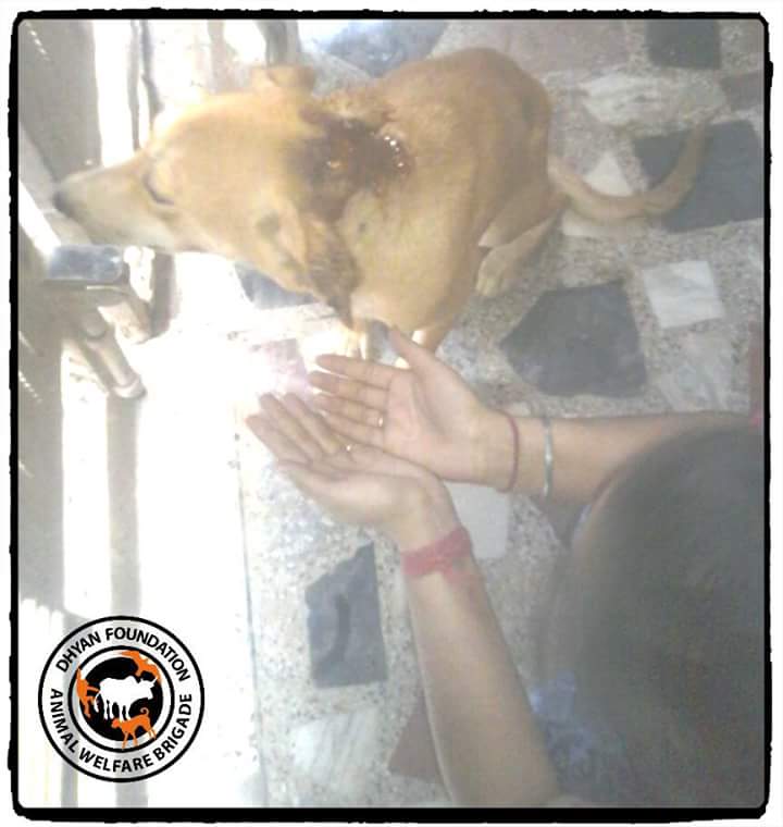 dhyanfoundation's tweet photo. Dogs rescued in #Delhi and with the help of DF Dr. Mandeep provided on the spot treatment to the dogs
#FeedADog #DogsRescue #AnimalBrigade https://t.co/jjRb1sI7ci